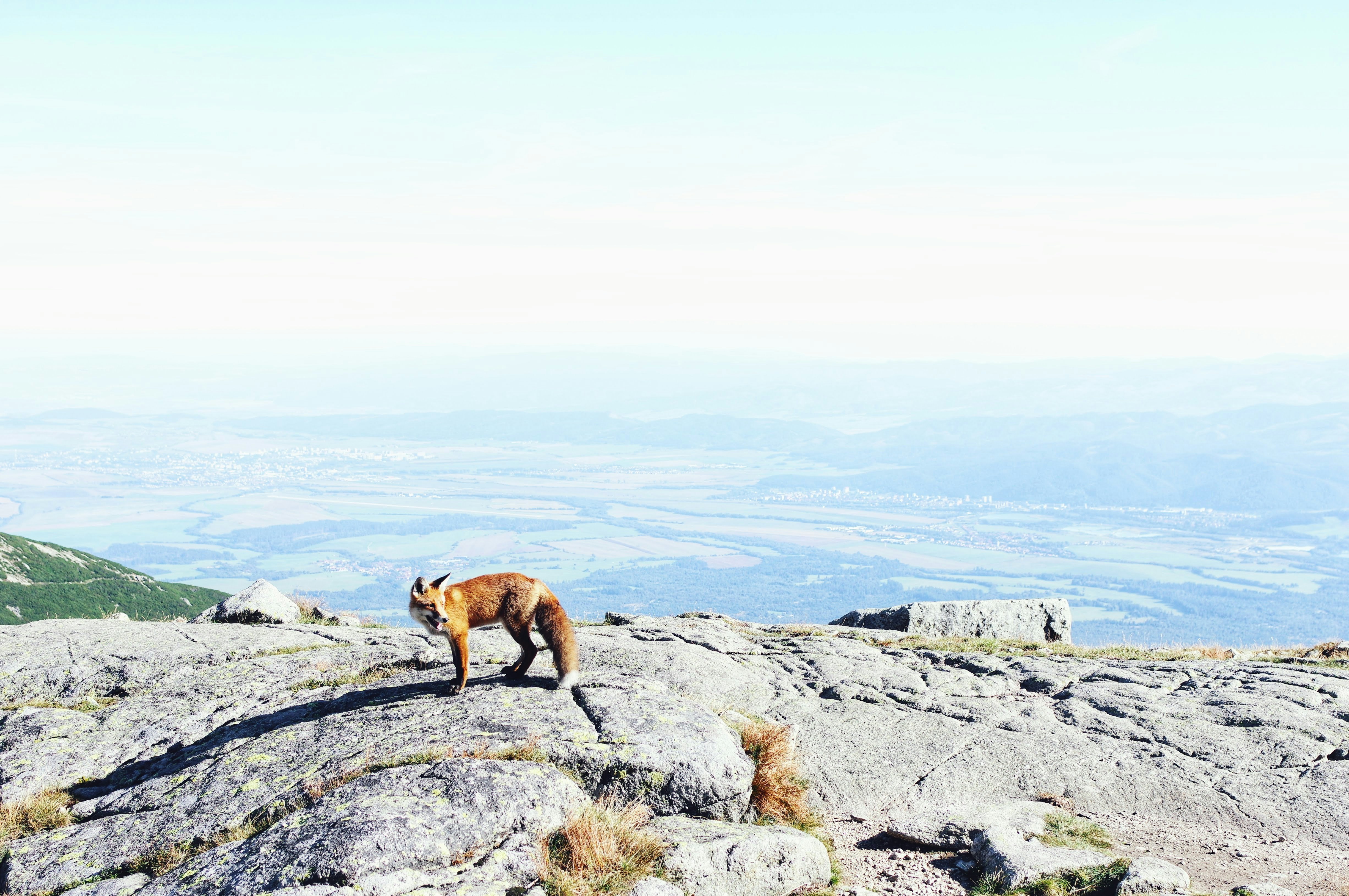 fox standing on cliff
