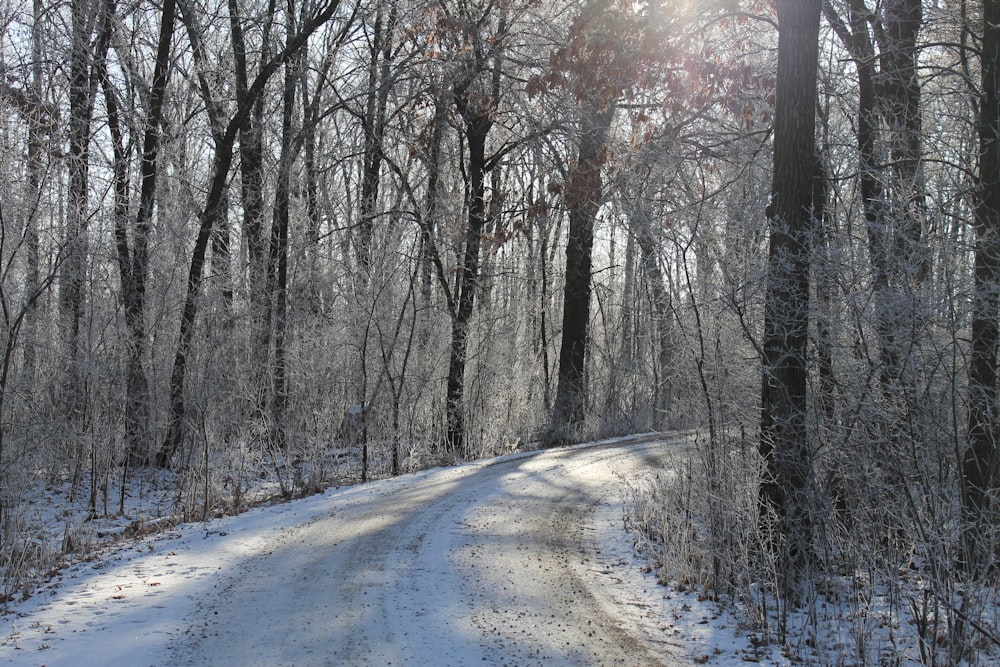 road between bare trees