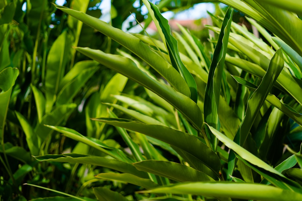 green elongated-leaf plant