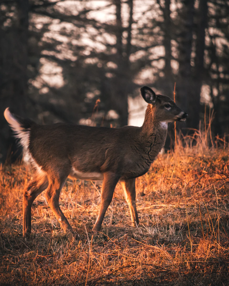 Brown deer with white markings stands alone in a field of tall grass outdoors