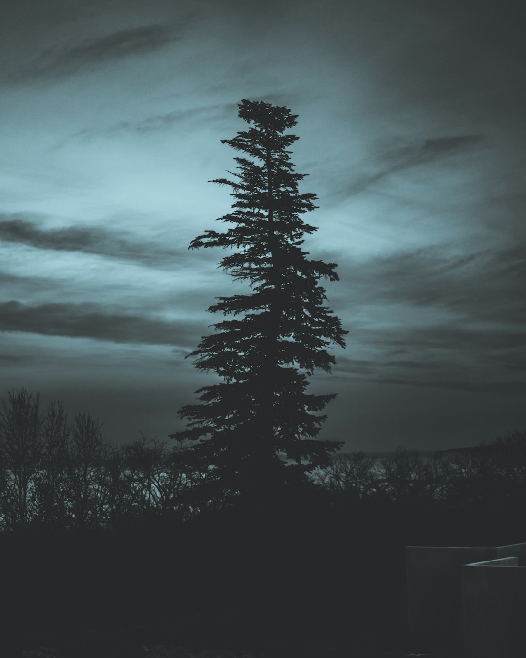 tree during nighttime