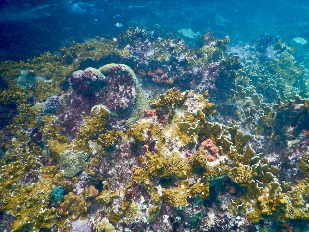 underwater photography of coral reefs