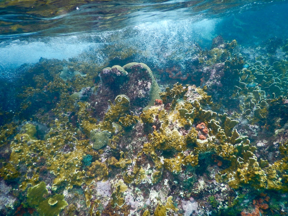 corals underwater photography