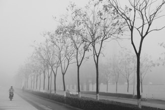 person riding motorcycle passing by bare trees