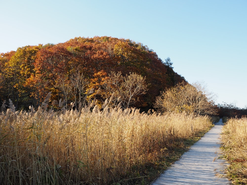 pathway during daytime