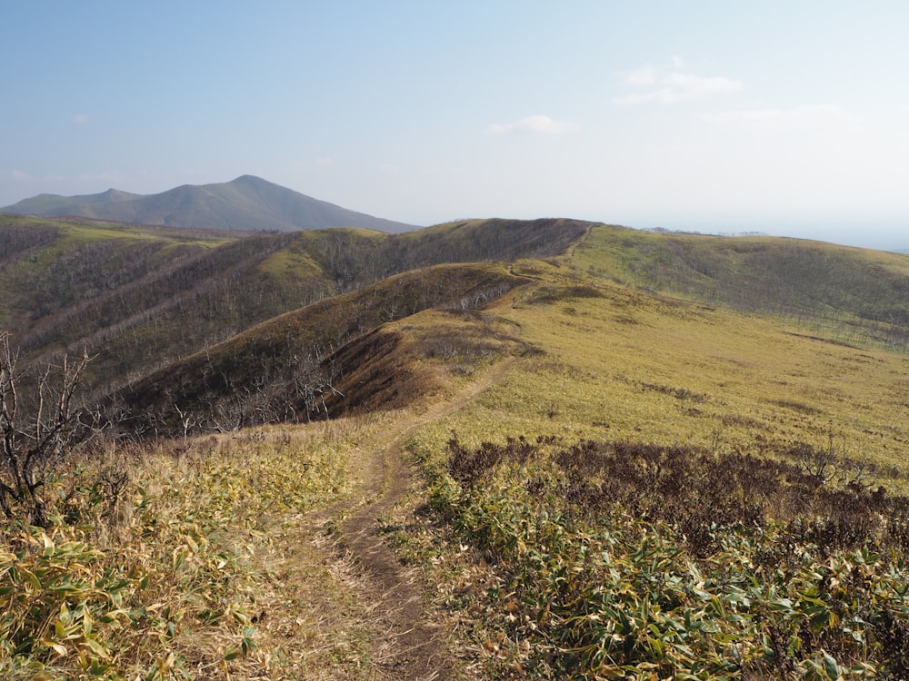 Vista aérea de un campo de hierba verde