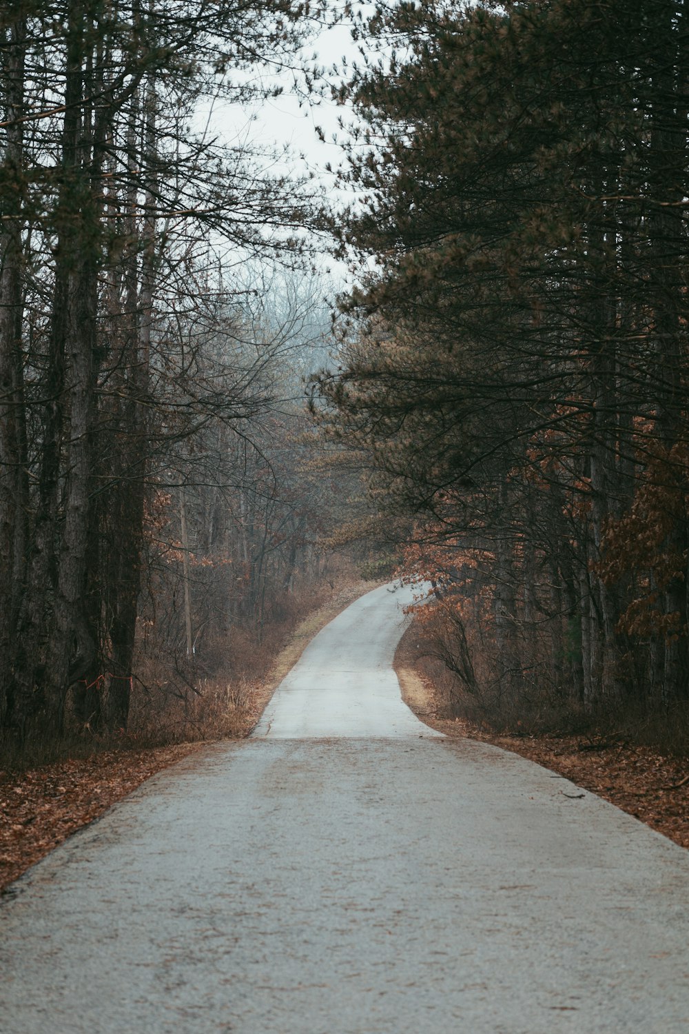 昼間の木の間の道路