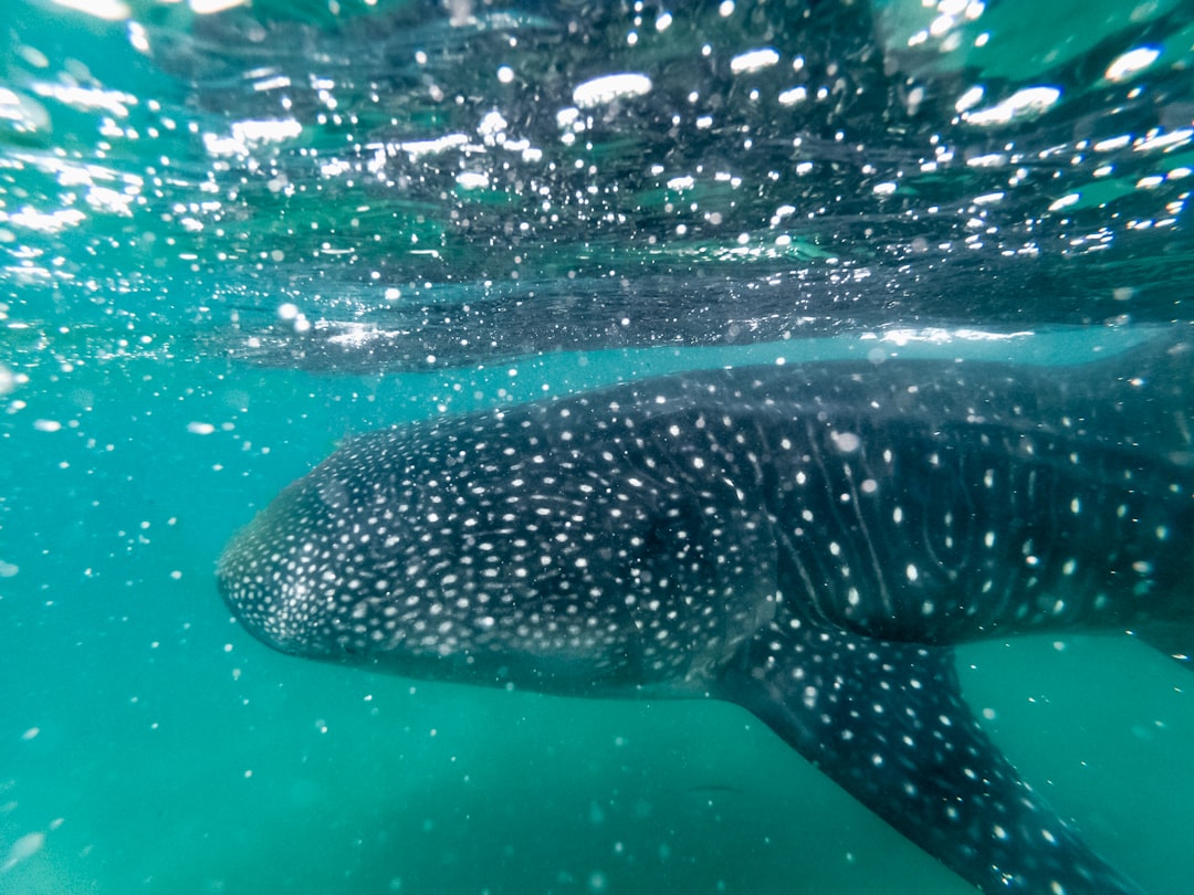 Underwater photo spot Secret Spot Mexico