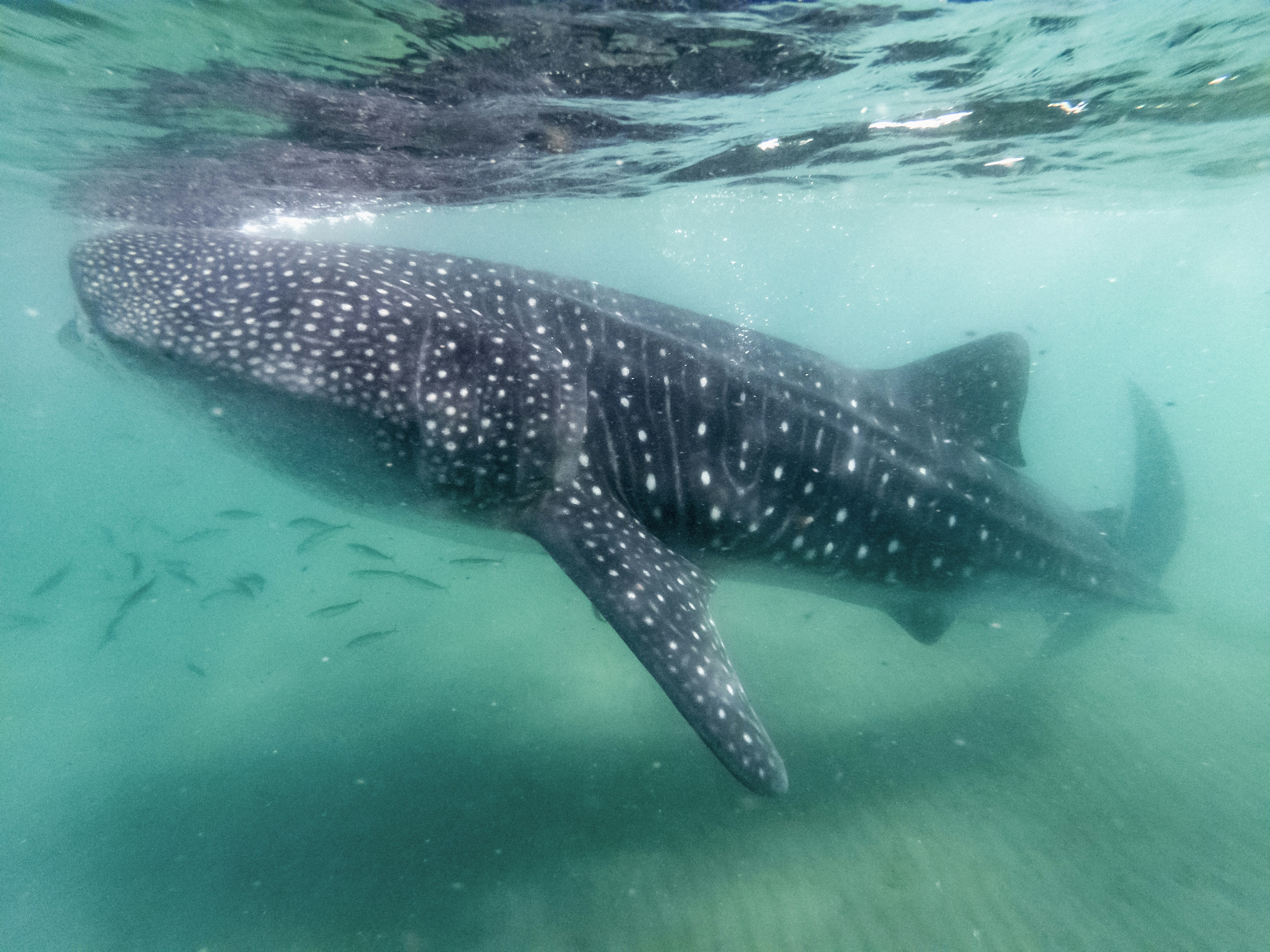 Whale Shark Pictures Download Free Images On Unsplash