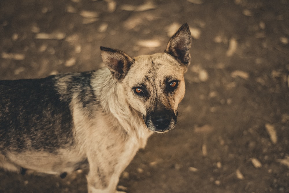 close-up photography of brown and black dog