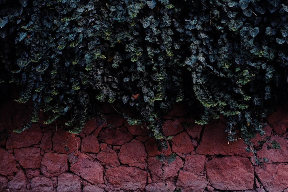 plants on road