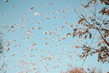 flock of birds flying during daytime