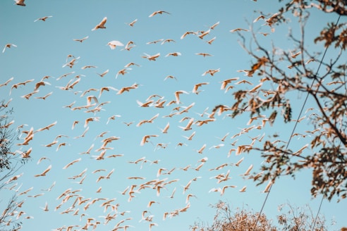 flock of birds flying during daytime