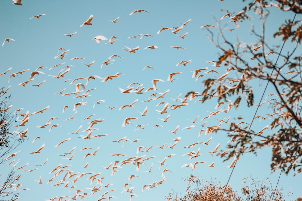 flock of birds flying during daytime