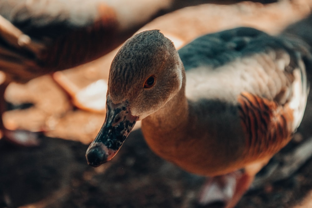 close-up photo of brown and black duck