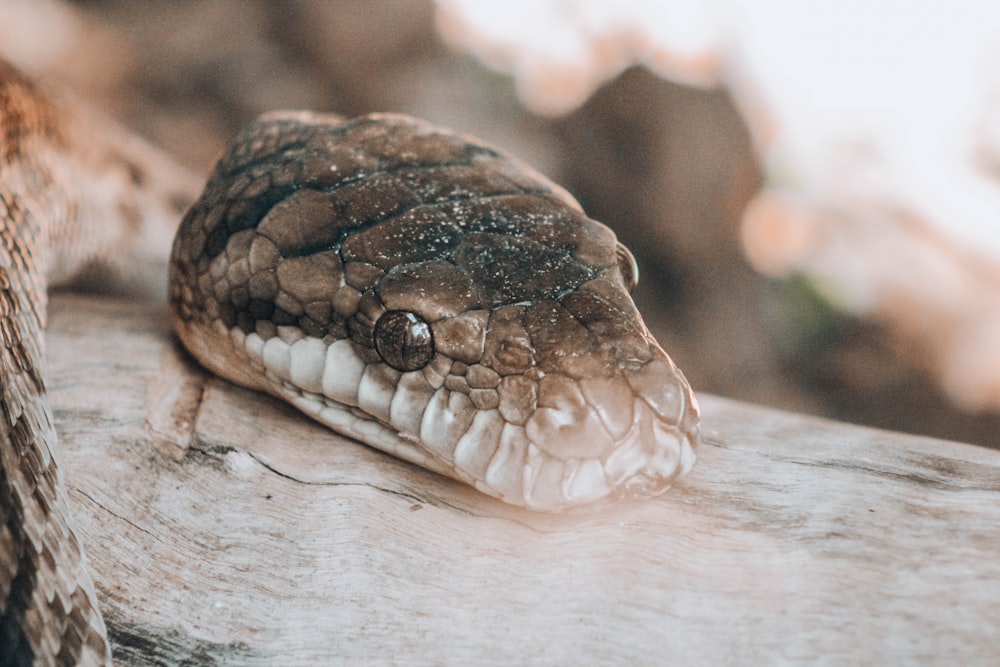 close-up photography of brown snake