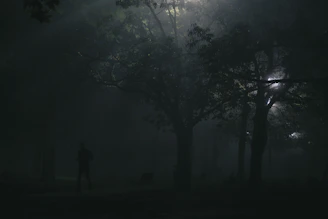 A serene, empty running trail winding through a misty forest at dawn.
