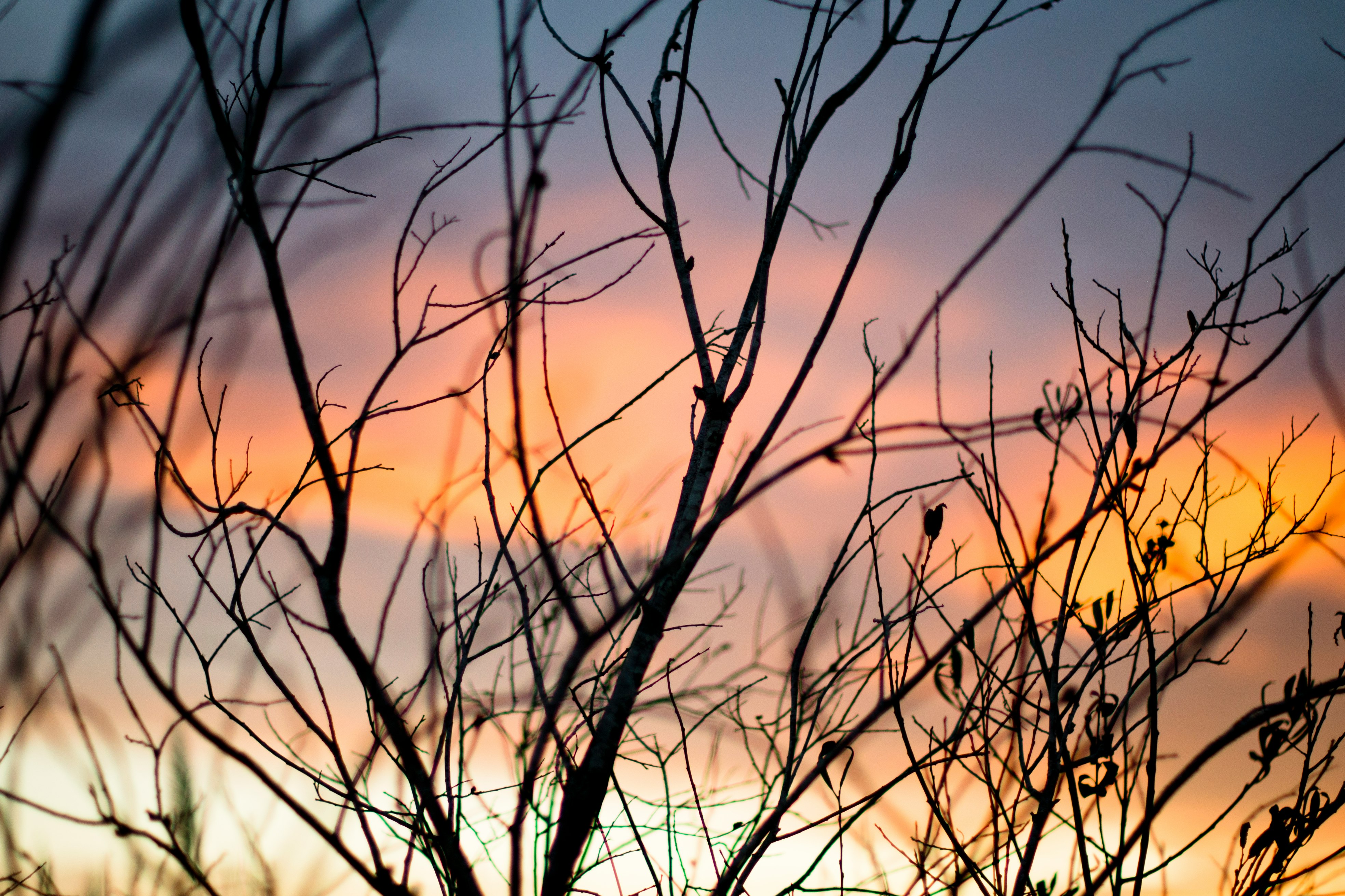 bare trees during golden hour