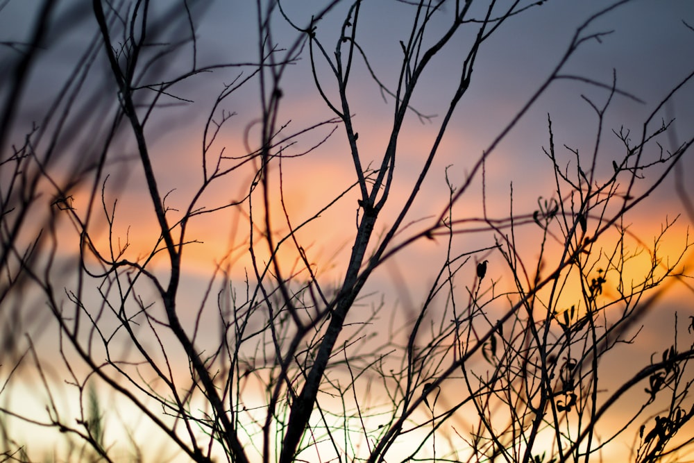 bare trees during golden hour