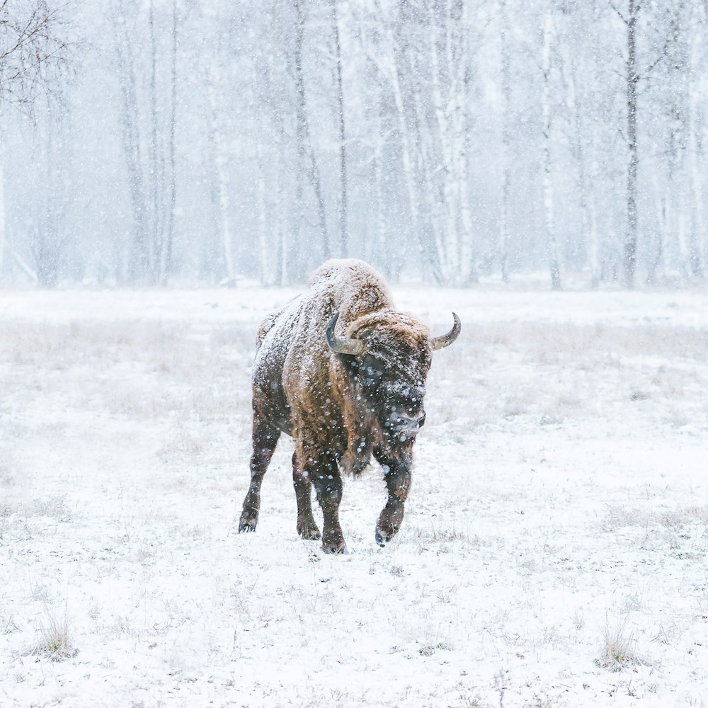 Bisons bruns sur un champ enneigé