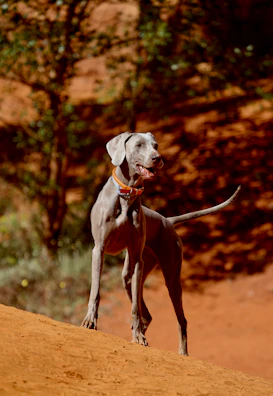 Portrait of a Weimaraner showing off its shiny gray coat against an autumn background.
