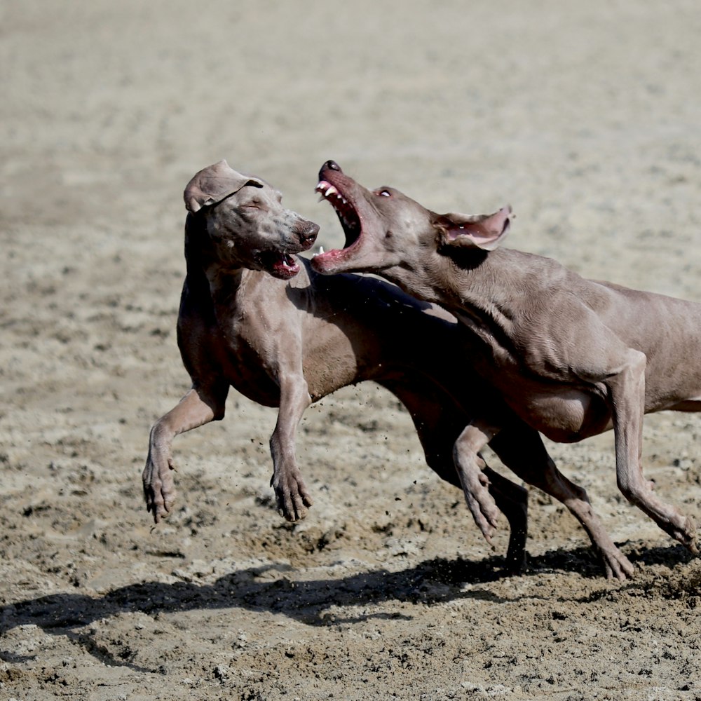 two brown dogs playing during daytime