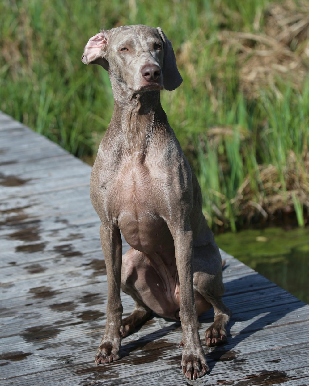 gray short-coated dog