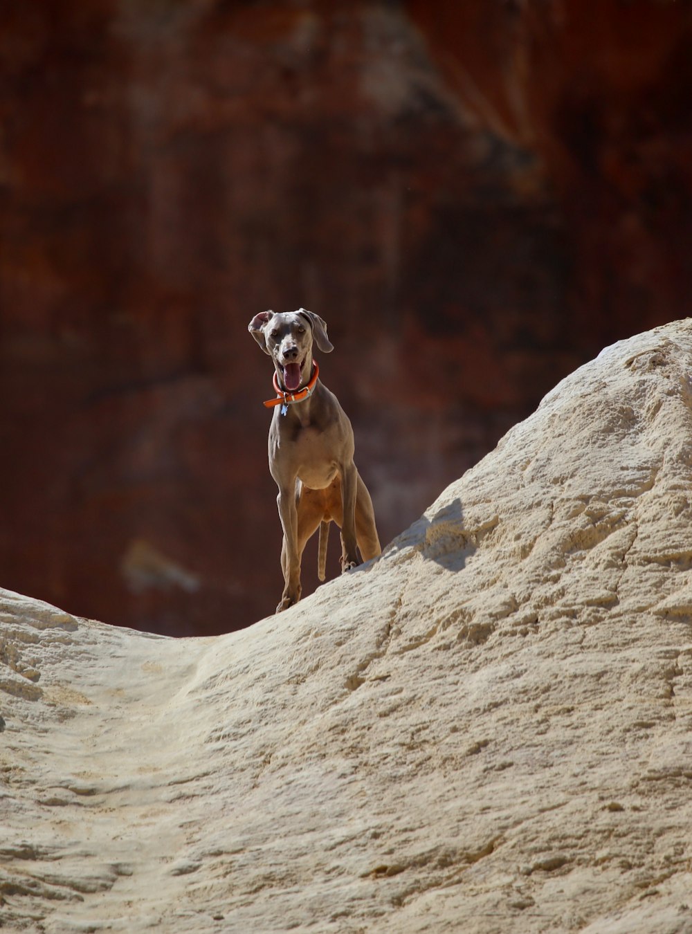 brown dog on brown rock formation