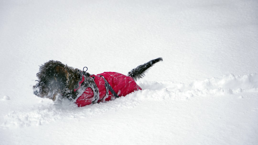 black dog wearing red jacket walking on thick snowfield