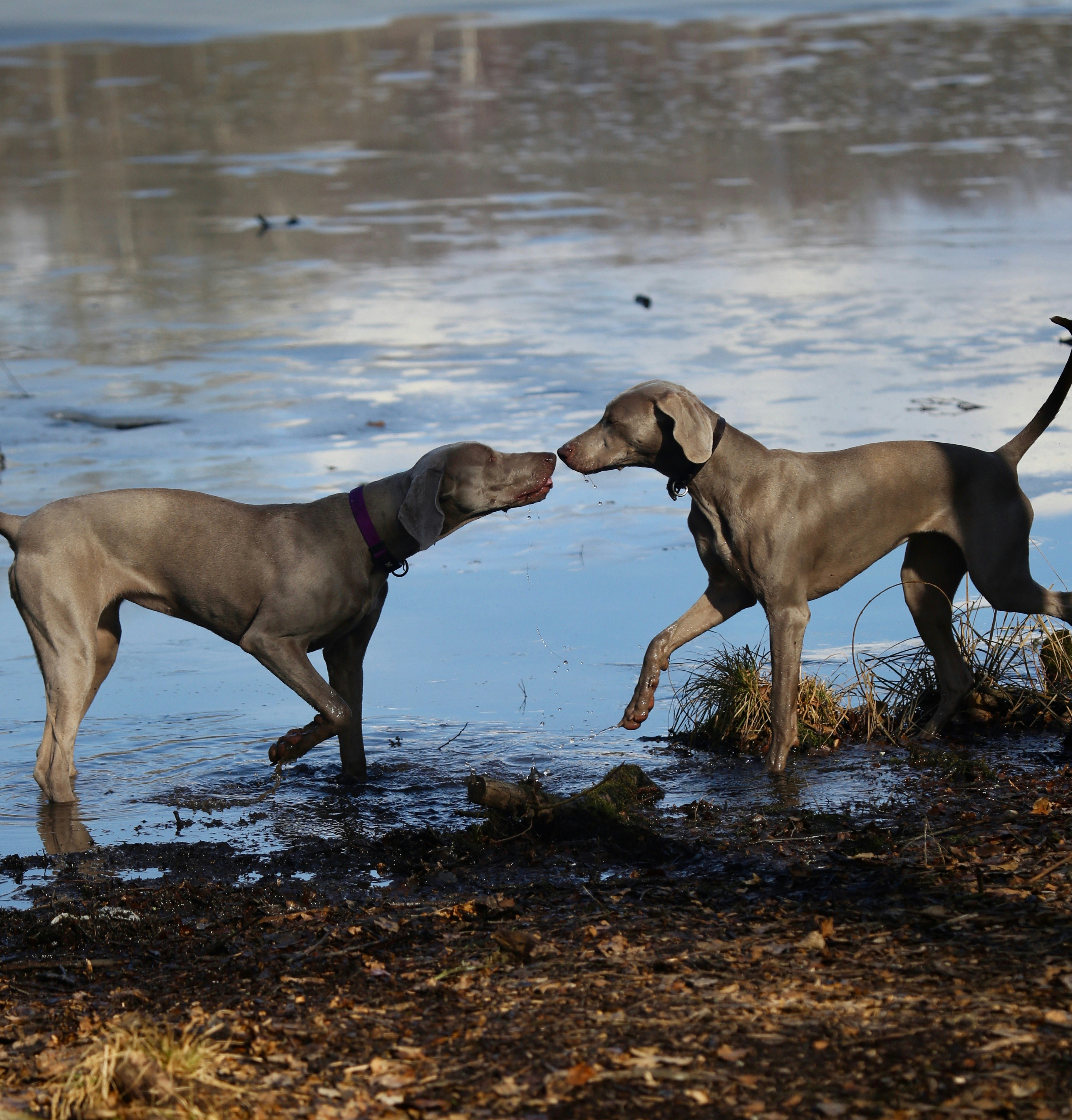 two black dogs beside lake at daytime