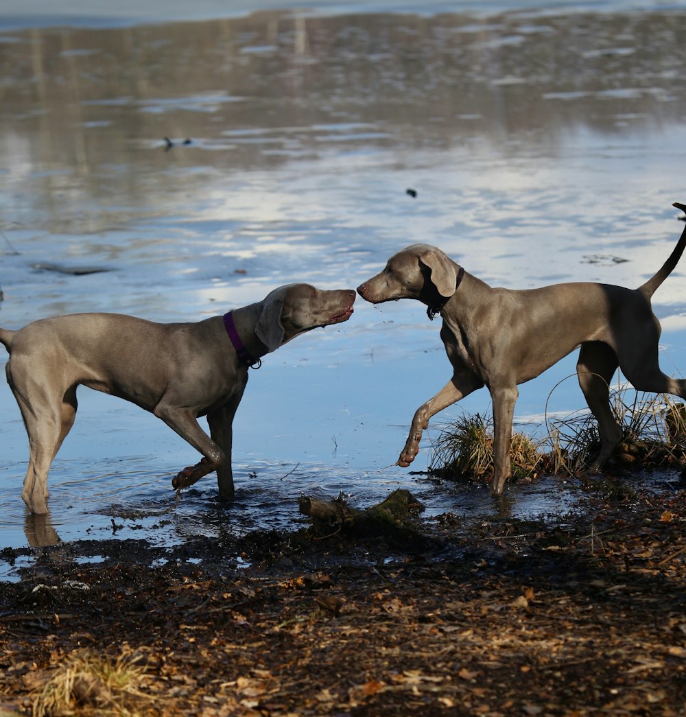 two black dogs beside lake at daytime