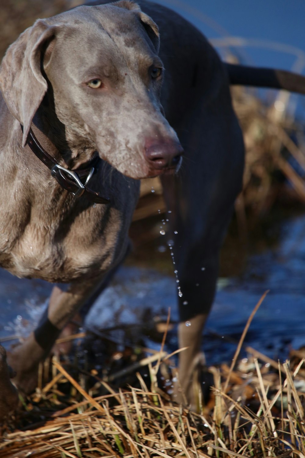 adult Weimaraner by body of water