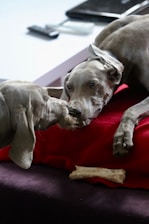 Two grey dogs interacting closely, one lying on a red blanket while they both appear to be engaged with a bone. A remote control and a laptop are visible on a white surface in the background, partially blurred.