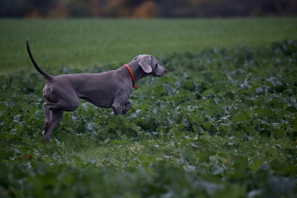 dog on grasses