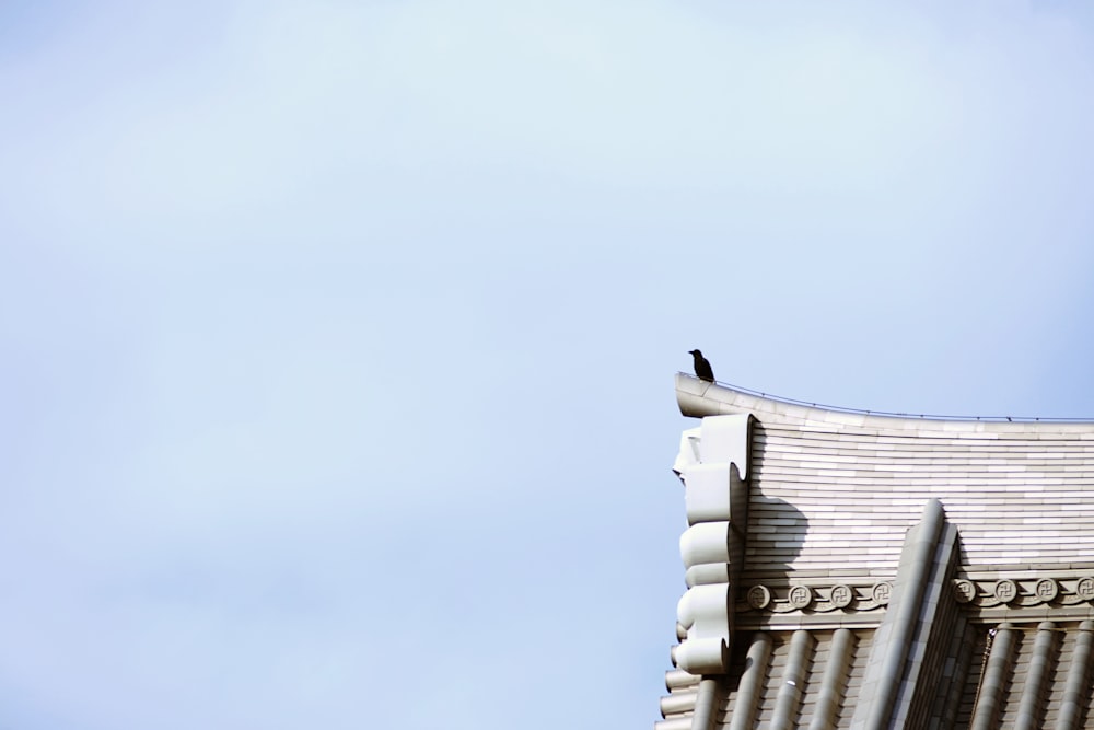 uccello nero in piedi sulla cima dell'edificio