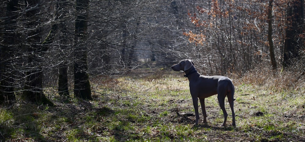 short-coated gray dog surrounded by trees