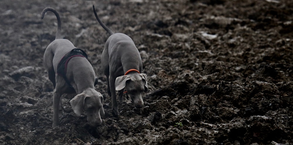 two dogs sniffing on ground