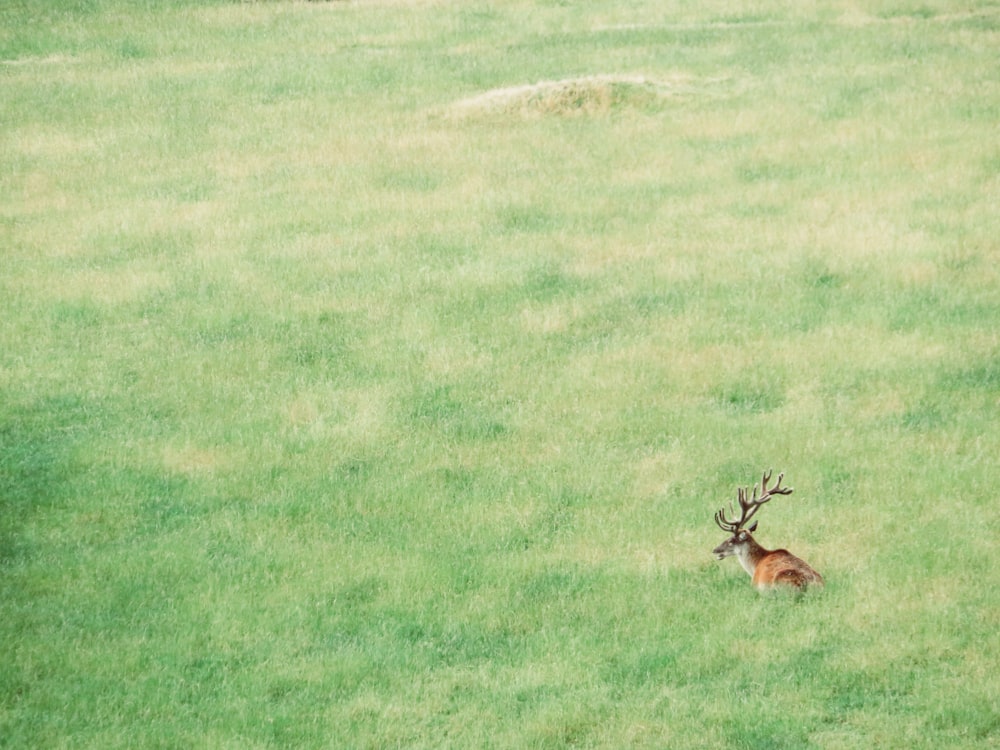 painting of ram on lawn