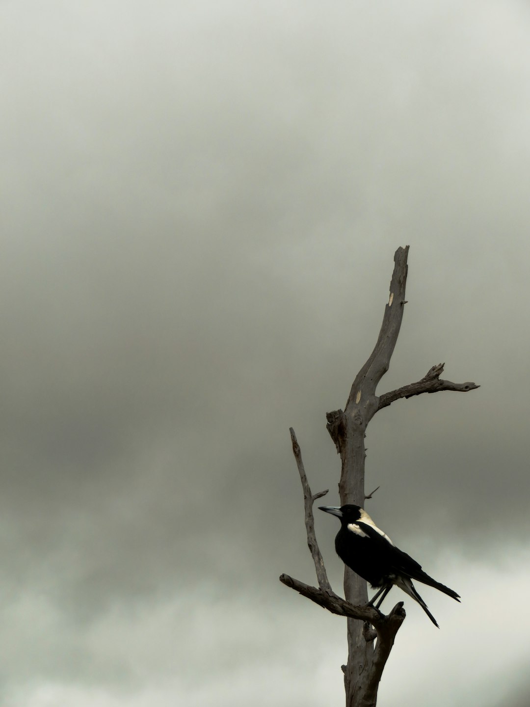 black crow resting on leafless tree under dark cloudy sky