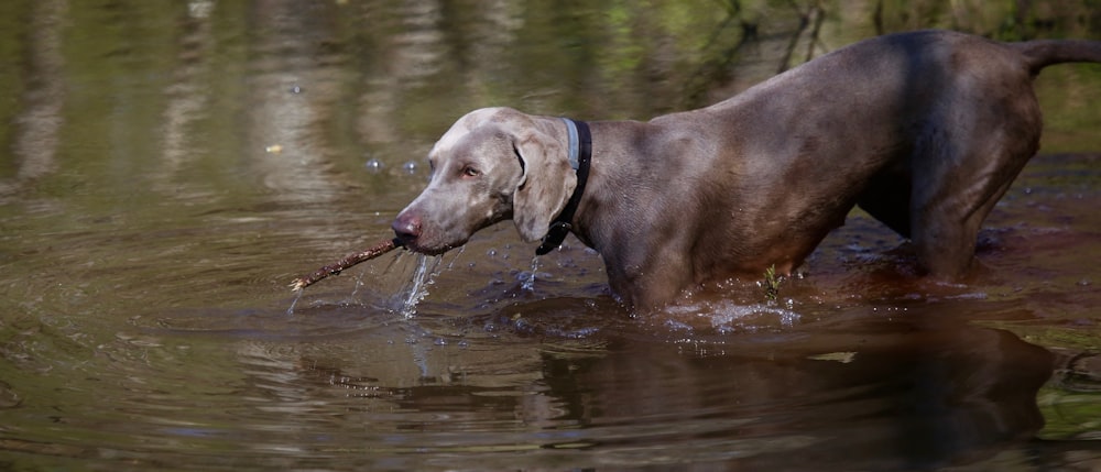short-coated chocolate dog on water