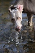 A focused canine performing a water rescue demonstration in front of an audience.