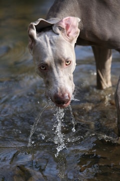 A focused canine performing a water rescue demonstration in front of an audience.