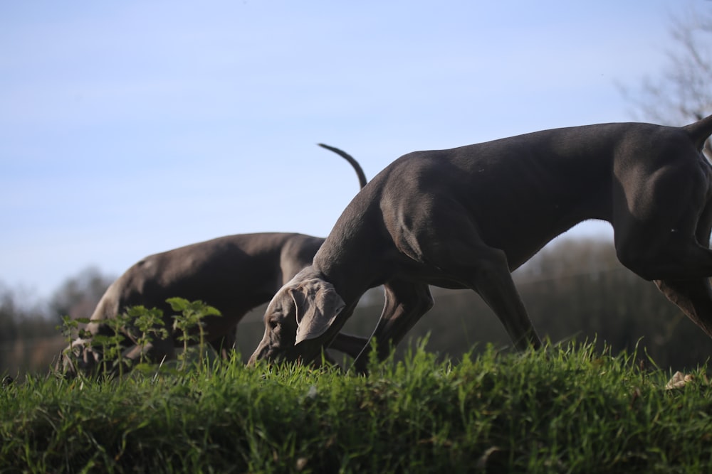 two gray dogs on grass