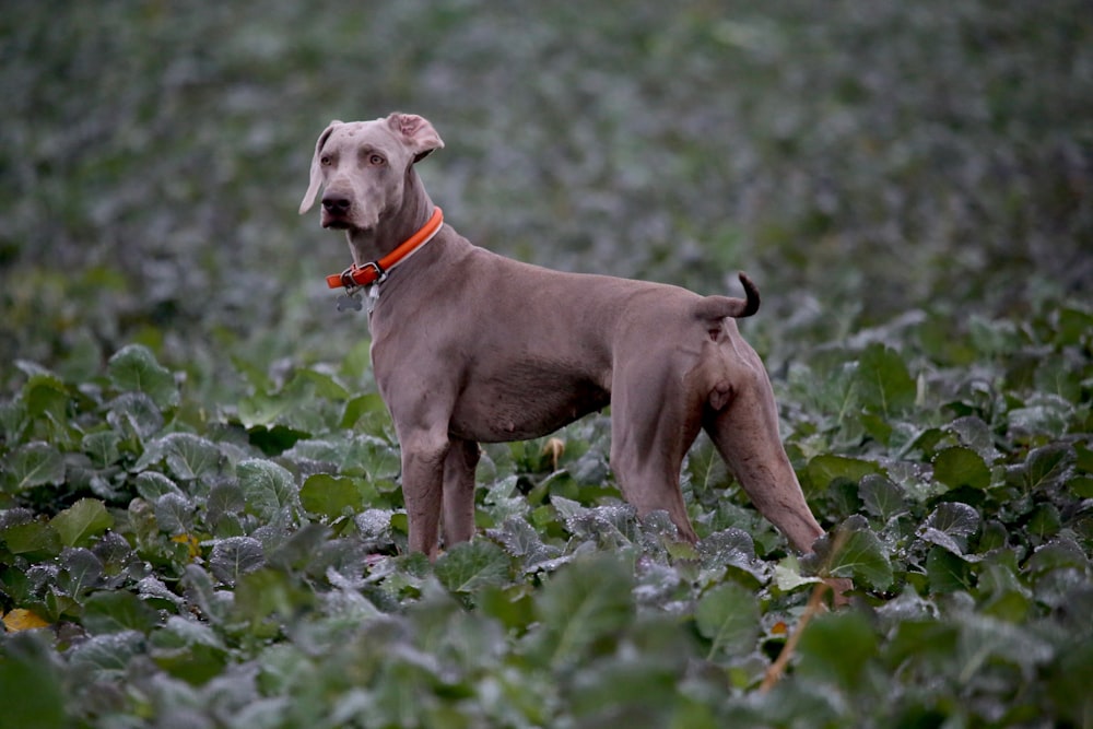 short-coat gray dog standing on land
