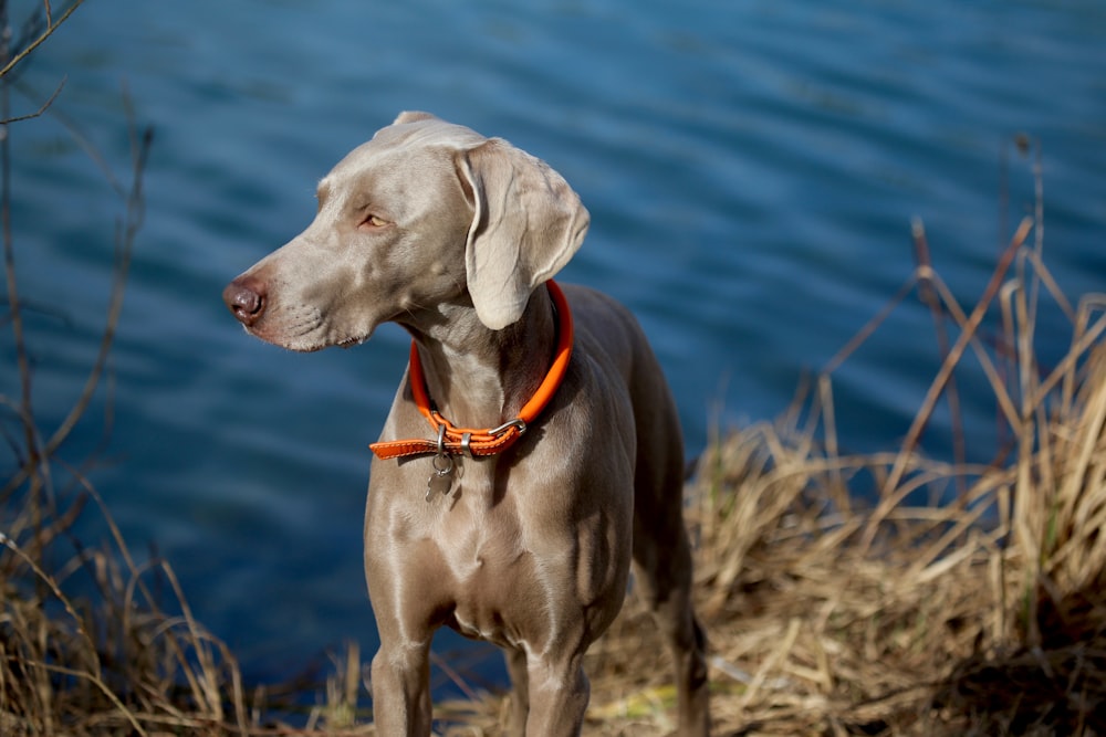 selective focus photography short-coated gray dog near beach shore