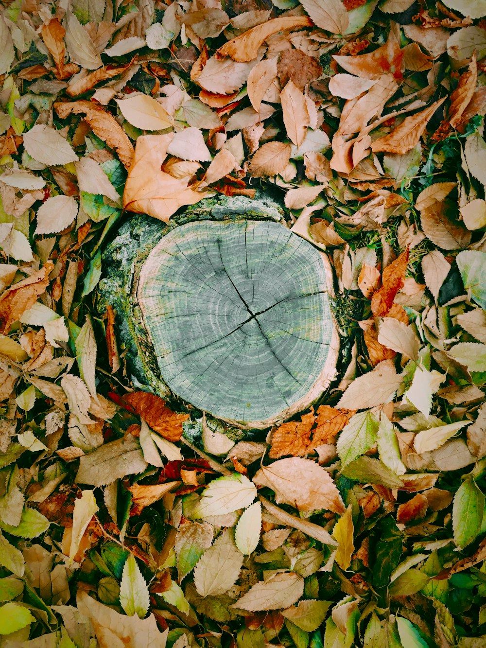 tree stump surrounded with leaves