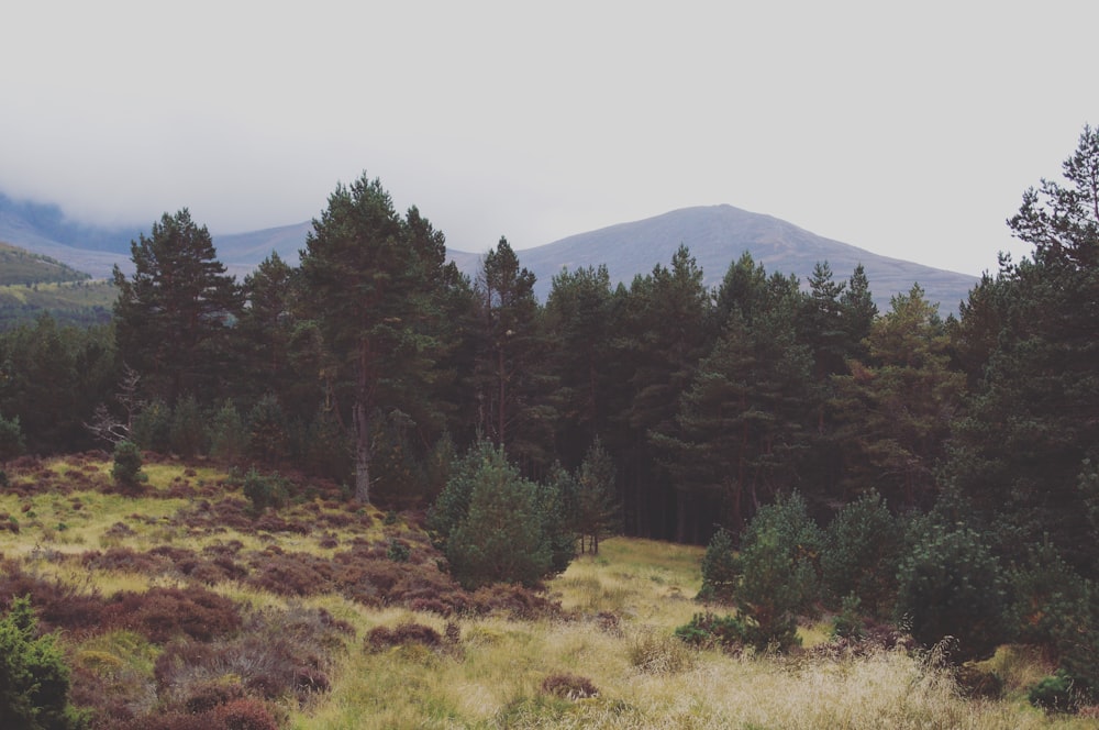 trees on mountain