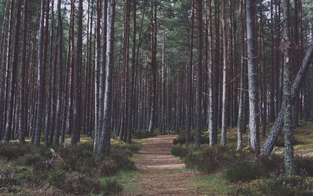 pathway between woods