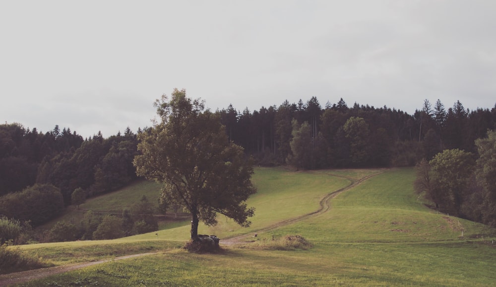 green grass field