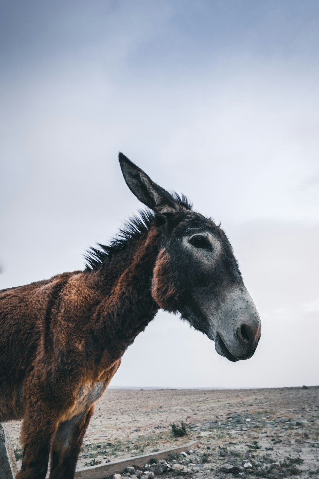 selective focus photography of donkey photo – Free Animal ...